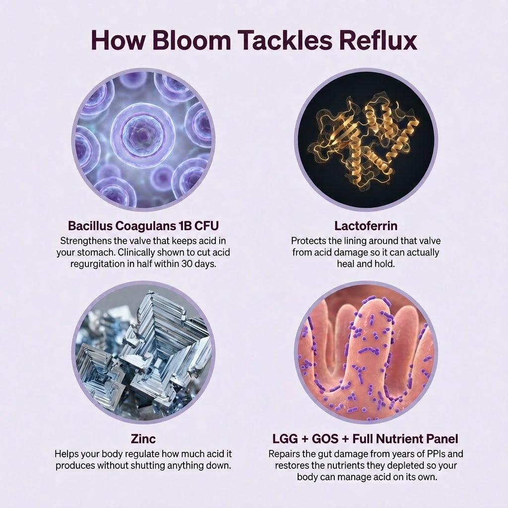 Bloom Gummies